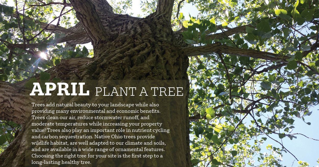 April Message - Trees