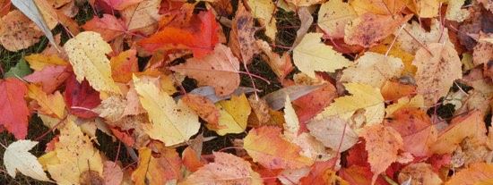 canva-fallen-leaves,-autumn,cropped