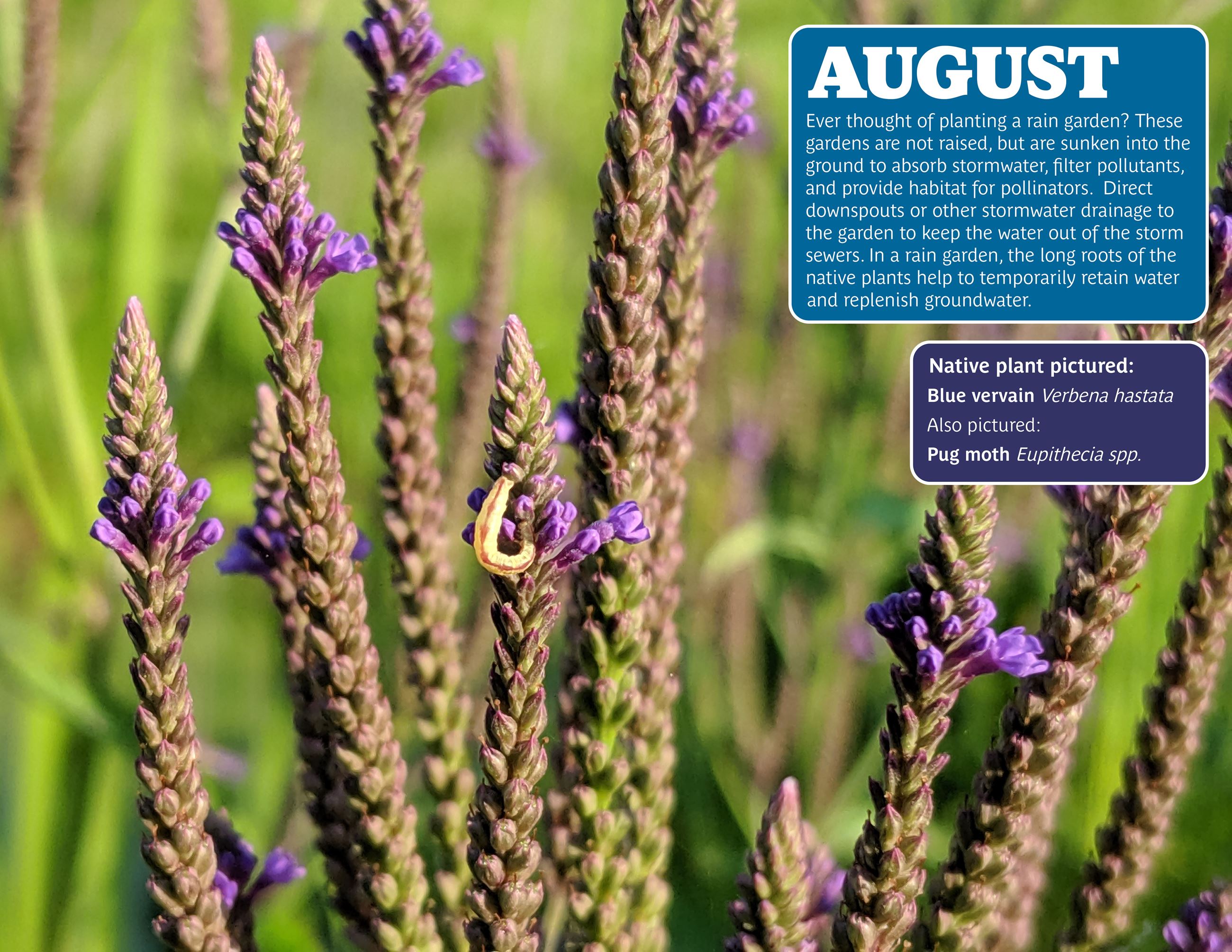 August-Rain Gardens