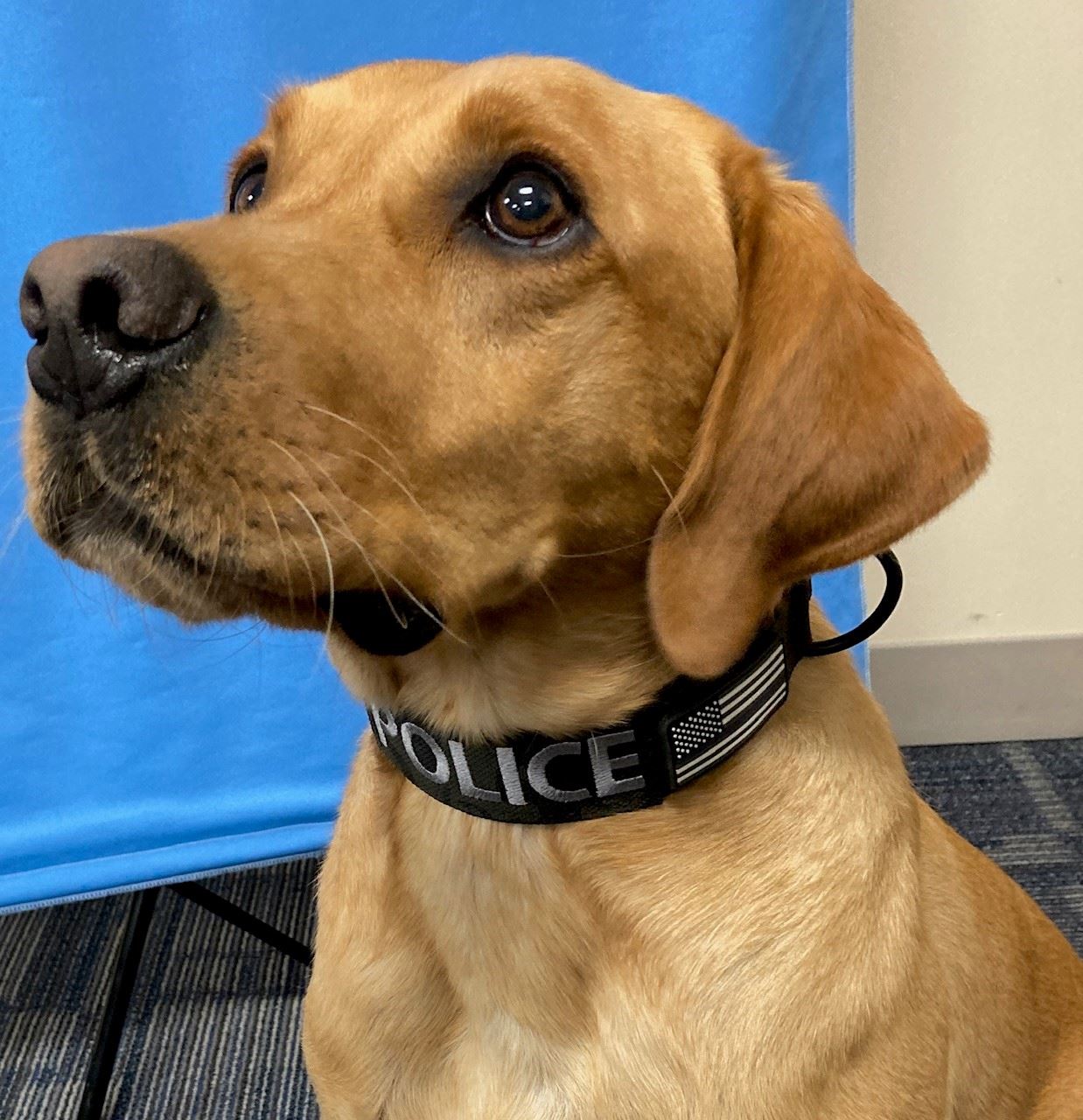 Profile view of K9 Hunter